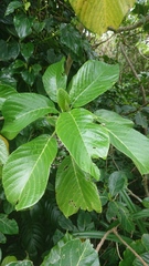 Dendrocnide kotoensis