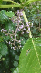 Dendrocnide kotoensis