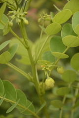 Senna surattensis