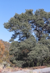 Pinus quadrifolia
