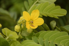 Senna surattensis