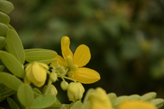 Senna surattensis