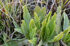 Celmisia prorepens