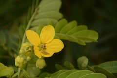 Senna surattensis