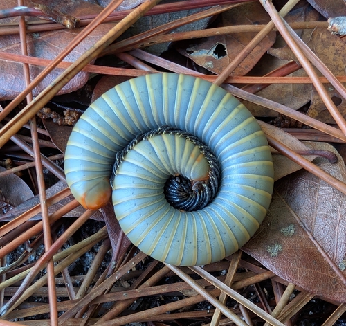 Smokey Oak Millipede photo 2