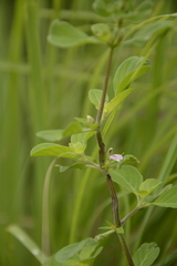 Justicia tranquebariensis