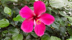 Hibiscus rosa-sinensis