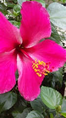 Hibiscus rosa-sinensis