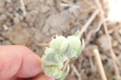 Atriplex spongiosa