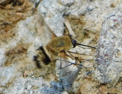 Heterostylum robustum