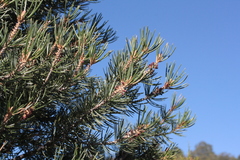 Pinus quadrifolia