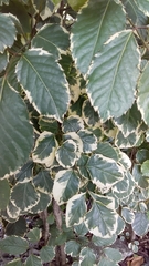 Polyscias balfouriana marginata