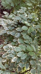 Polyscias balfouriana marginata