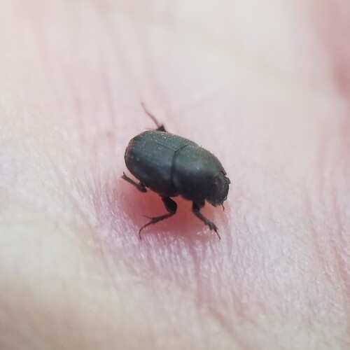 Dung beetle