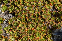 Hectorella caespitosa