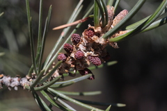 Pinus quadrifolia