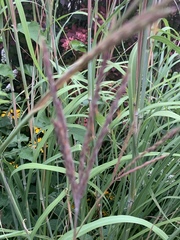 Andropogon gerardi
