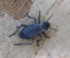 Cryptoglossa variolosa