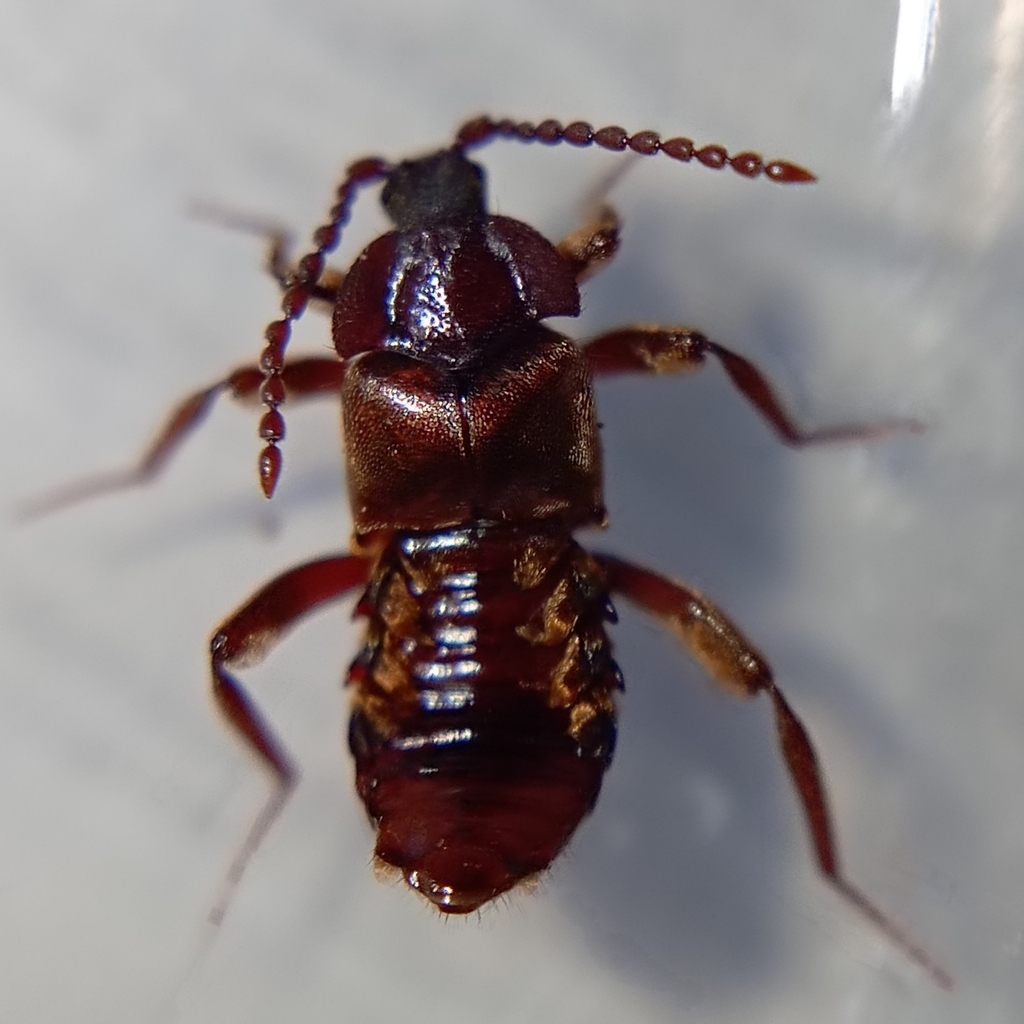 Lomechusoides amurensis