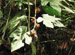 Rubus reflexus