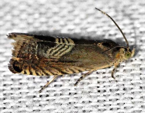 Three-lined Grapholita Moth photo 2