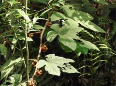 Rubus reflexus