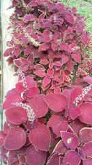 Coleus scutellarioides