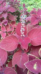 Coleus scutellarioides