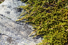 Dracophyllum muscoides