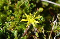 Ranunculus gracilipes