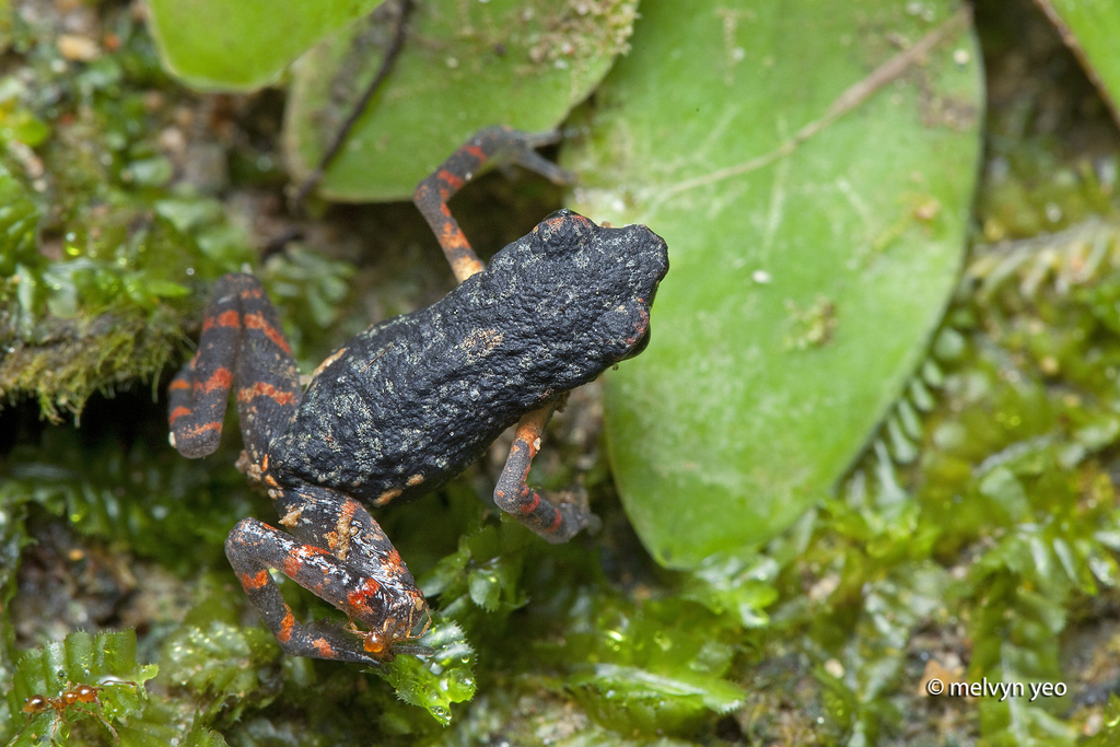 Endau Rompin Slender Toad
