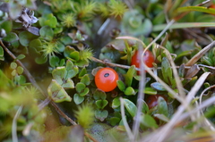 Coprosma perpusilla perpusilla