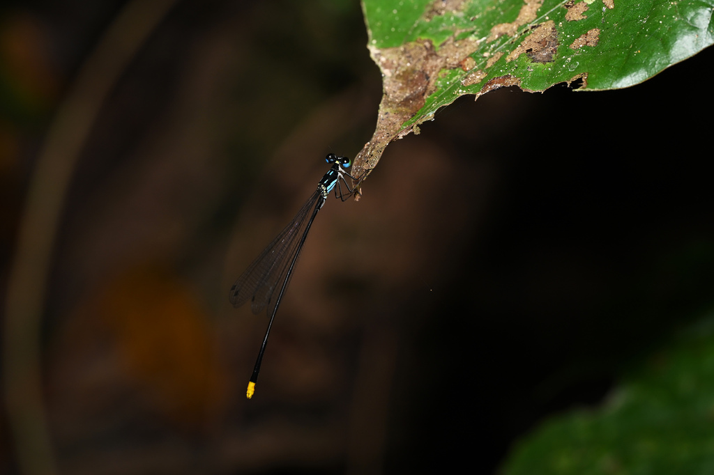 Coeliccia satoi
