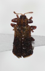 Octotoma marginicollis