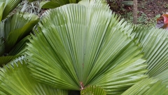 Saribus rotundifolius