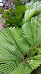 Saribus rotundifolius