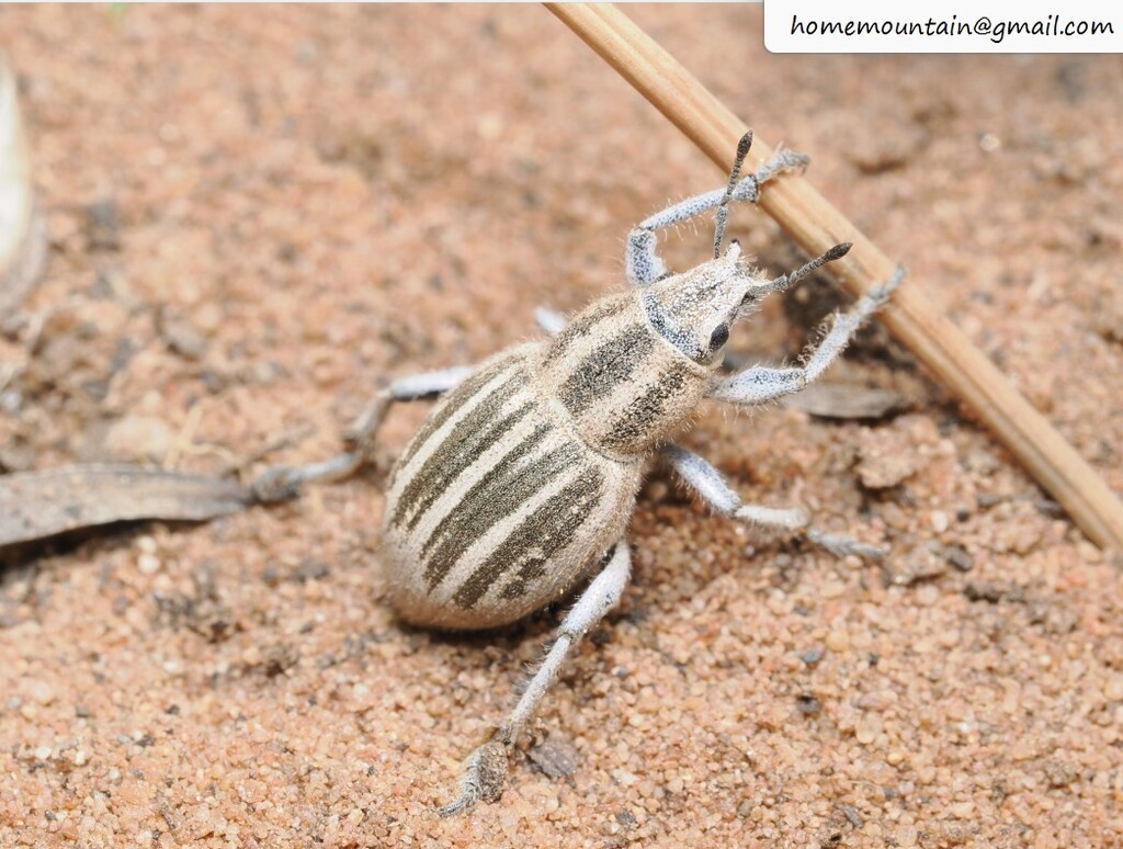 Diglot Insect Diglossotrox in April 2025 by Homemountain/Shan Gui · iNaturalist