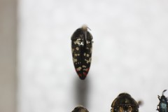 Acmaeodera disjuncta