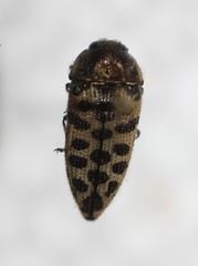 Acmaeodera maculifera