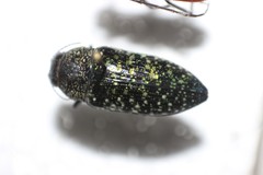 Lampetis webbii
