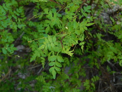 Bursera laxiflora