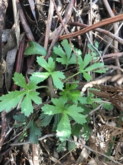 Trachymene composita