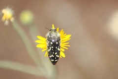 Acmaeodera rubronotata