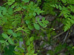 Bursera laxiflora