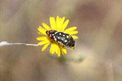 Acmaeodera disjuncta