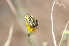 Acmaeodera amplicollis
