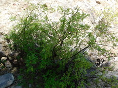 Bursera laxiflora