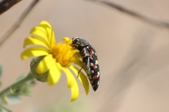 Acmaeodera gibbula