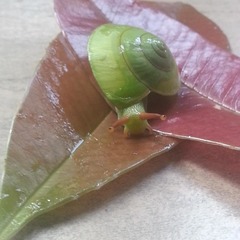 Dyakiidae