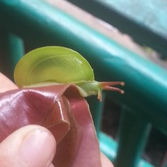 Dyakiidae